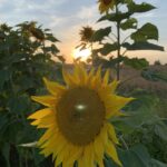 sunflower (10)