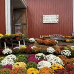 Colorful Mums for Sale