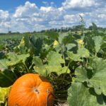Our 2022- 35 Acre Pumpkin patch